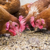 Kippen en geiten voeren op Informatieboerderij Zorgvrij