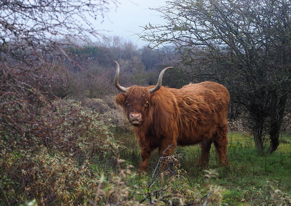 Oog in oog met een Schotse Hooglander in Nationaal Park Zuid-Kennemerland