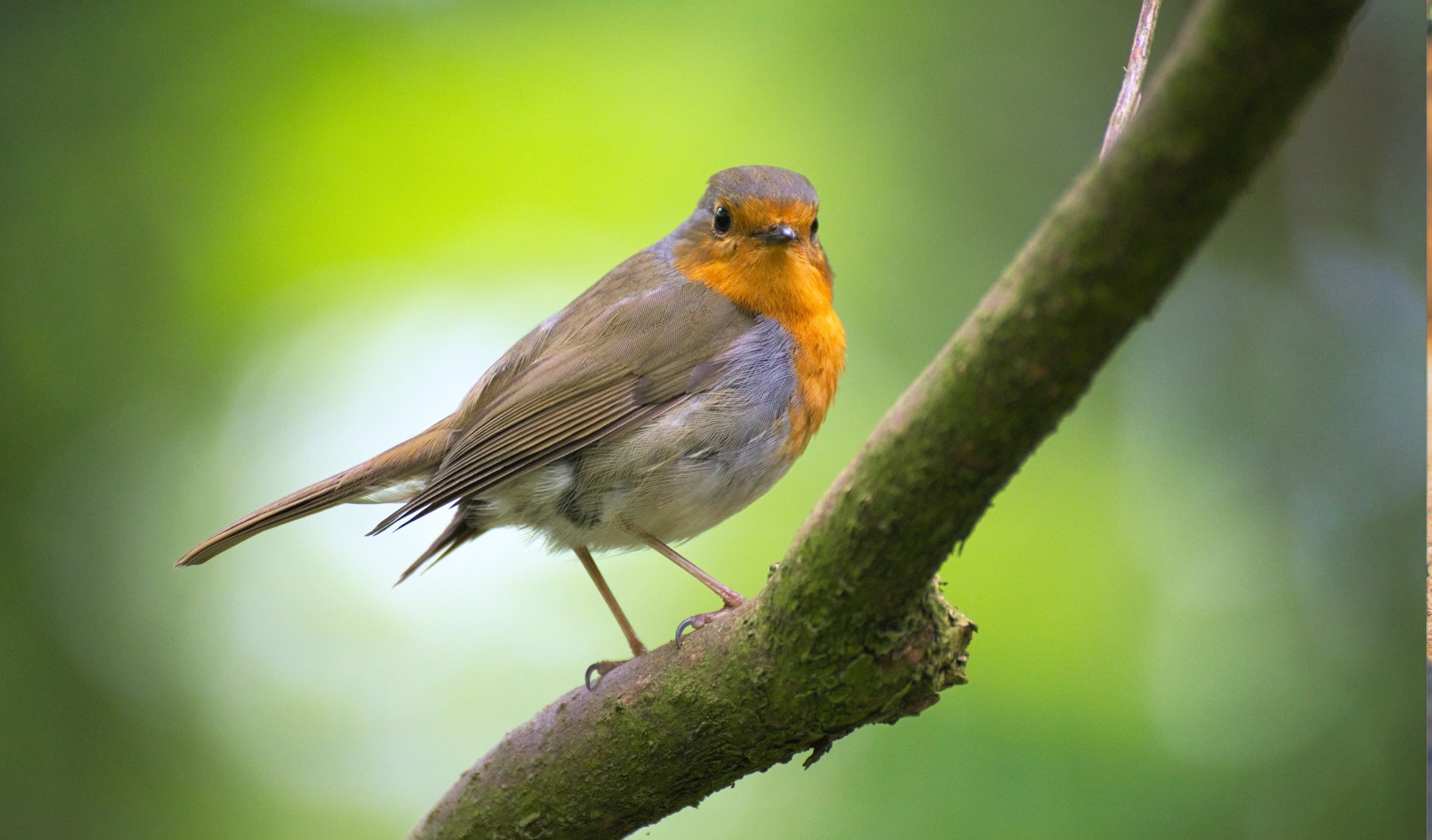 Lezing en wandeling Vogels spotten